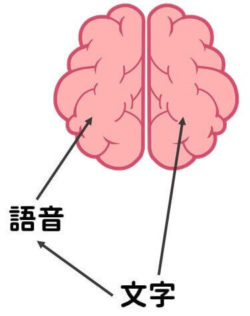 文字直接輸入大腦
