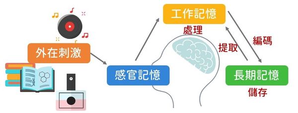 大腦記憶運作機制-記憶是如何形成的